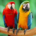 Berbakideak taldearen logoa